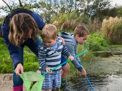 A woman and two young boys are pond dipping with nets near the edge of a shallow pond, surrounded by greenery and reeds.