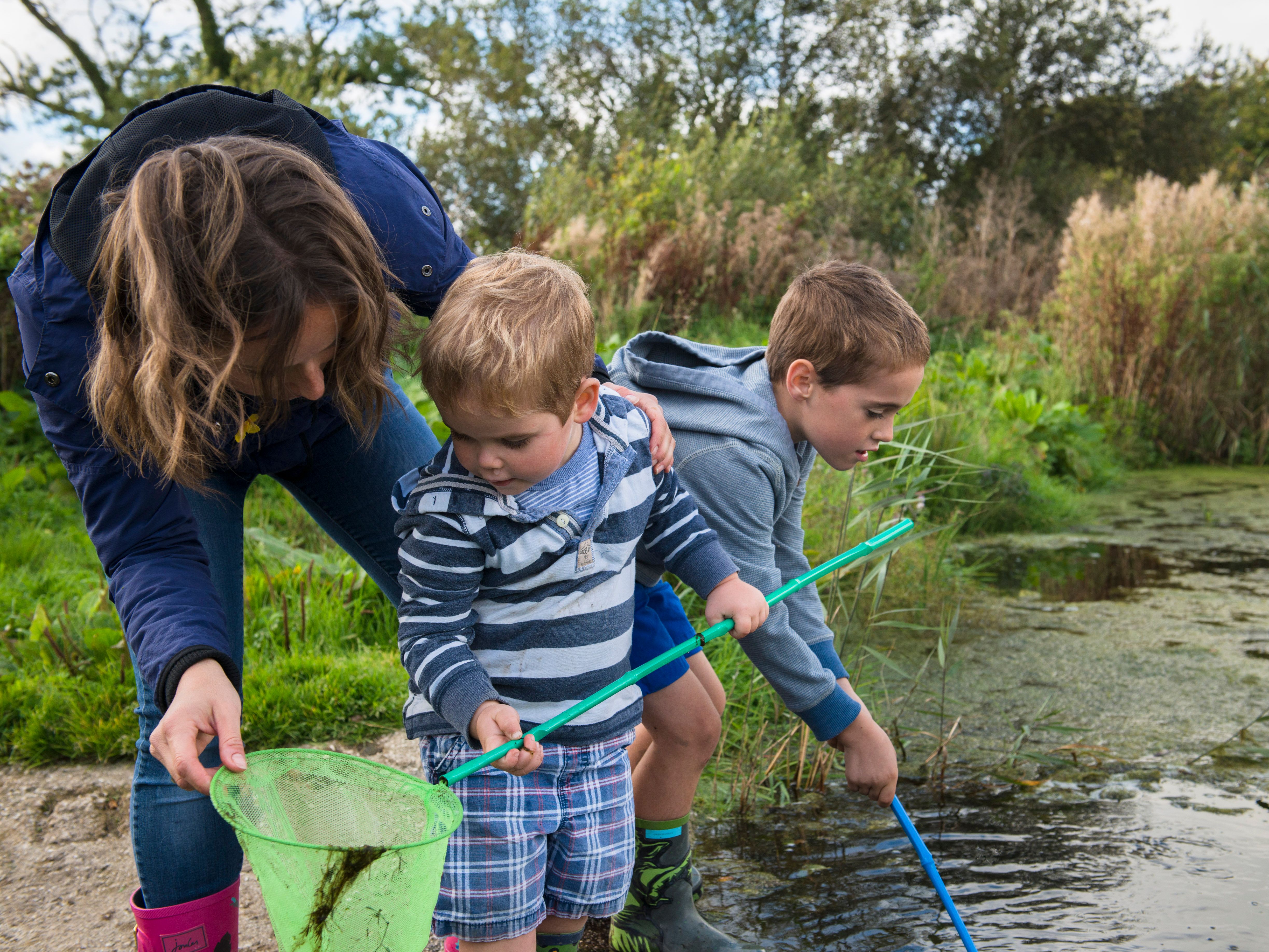 A woman and two young boys are pond dipping with nets near the edge of a shallow pond, surrounded by greenery and reeds.