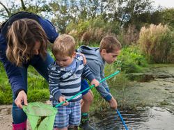 A woman and two young boys are pond dipping with nets near the edge of a shallow pond, surrounded by greenery and reeds.