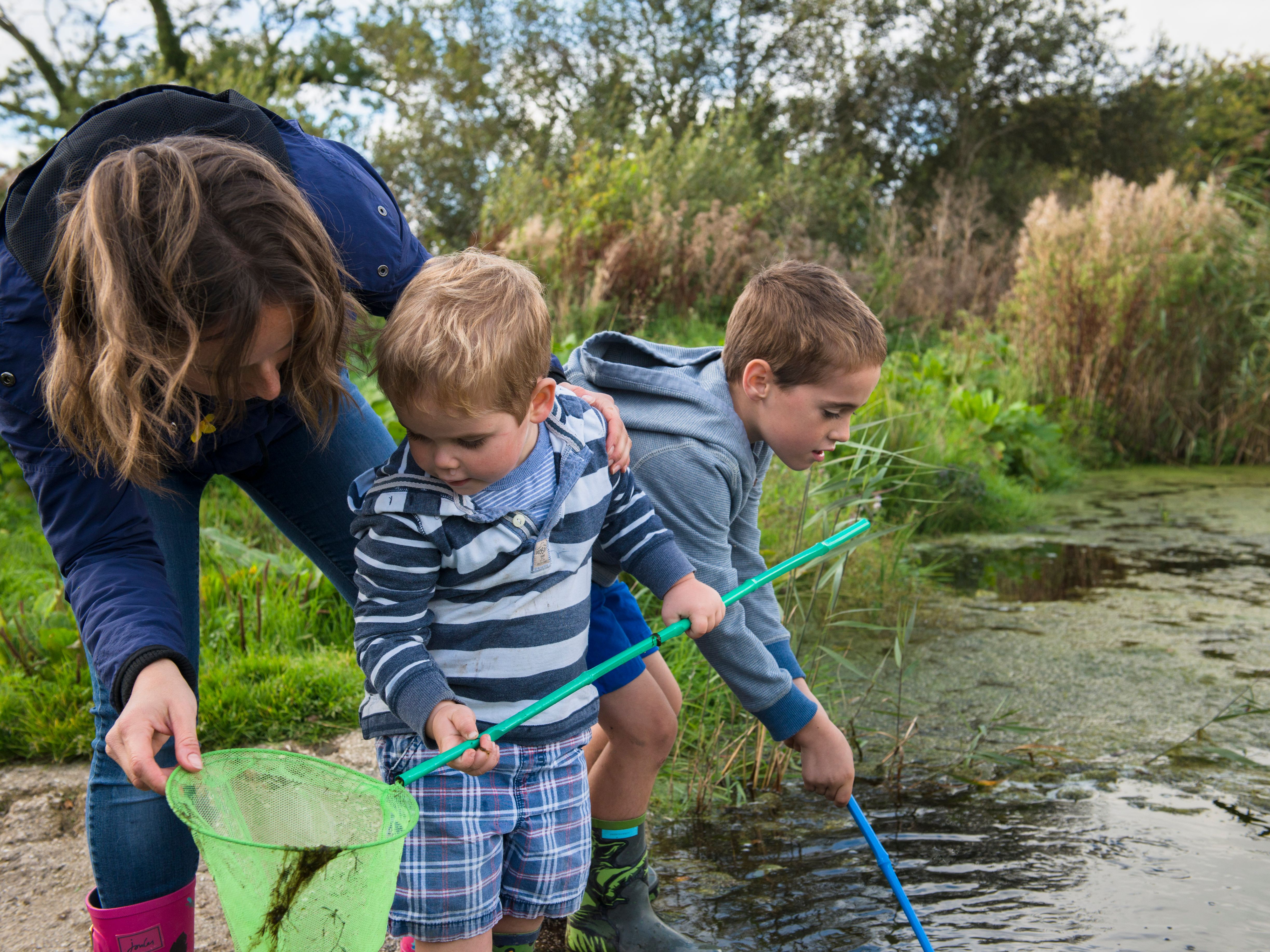 A woman and two young boys are pond dipping with nets near the edge of a shallow pond, surrounded by greenery and reeds.