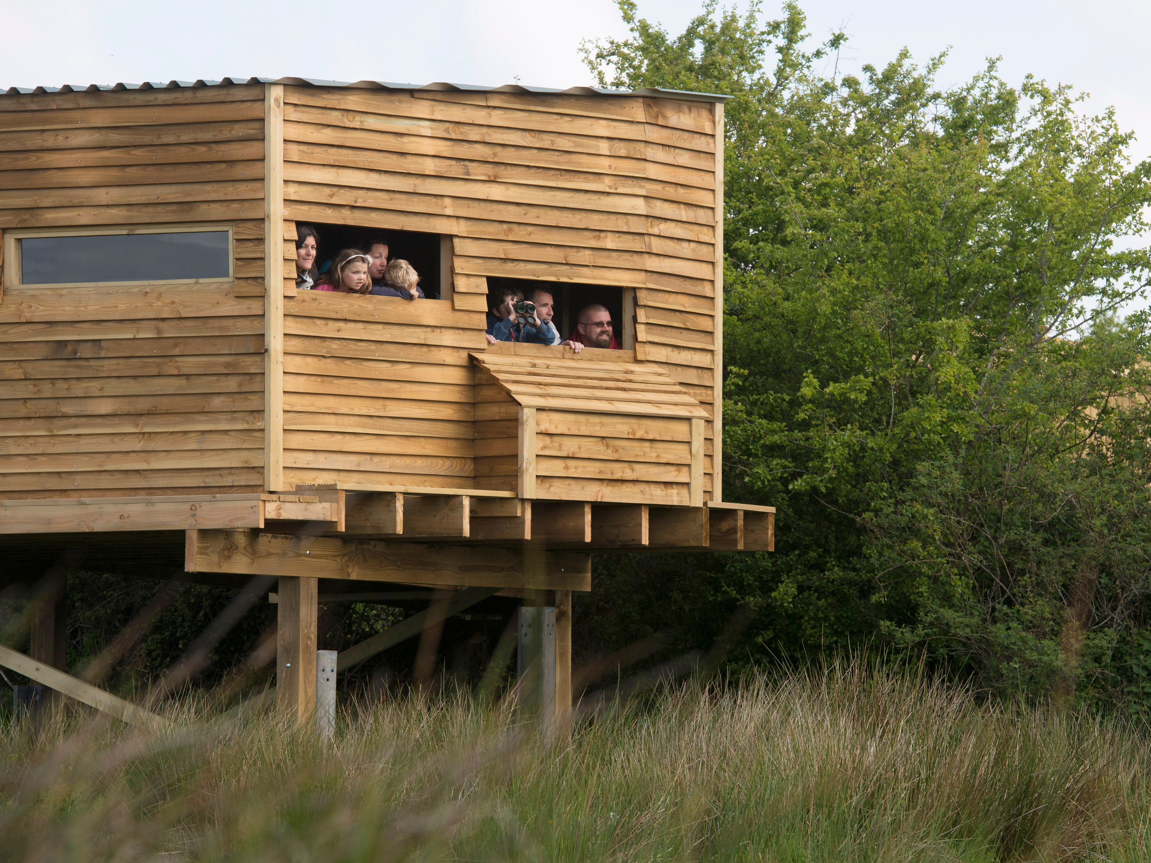 People looking out from the windows of a wooden bird hide or wildlife observation hut elevated above tall grass, surrounded by greenery.