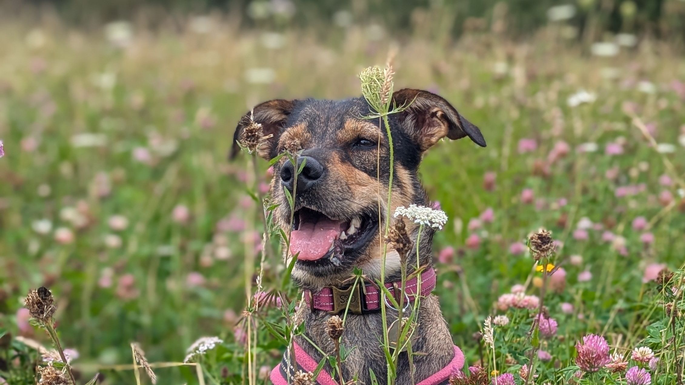 Dog wearing a pink harness sitting in a field of wildflowers