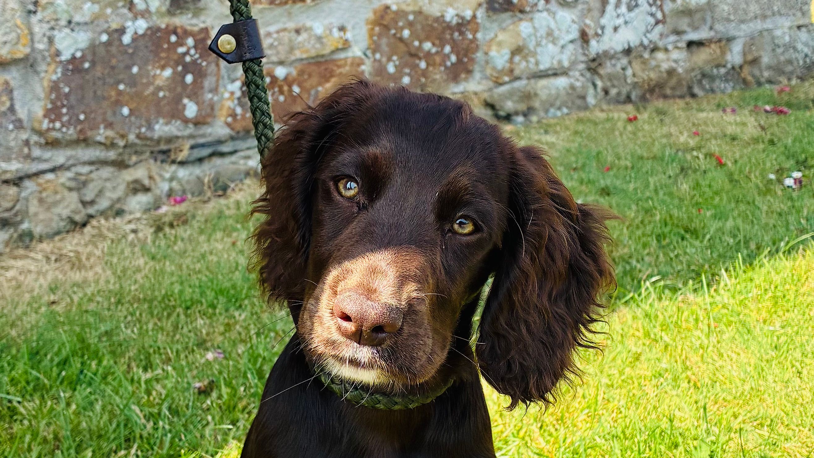Brown puppy sitting on grass in front of a stone wall with 'Cornwall' written on it