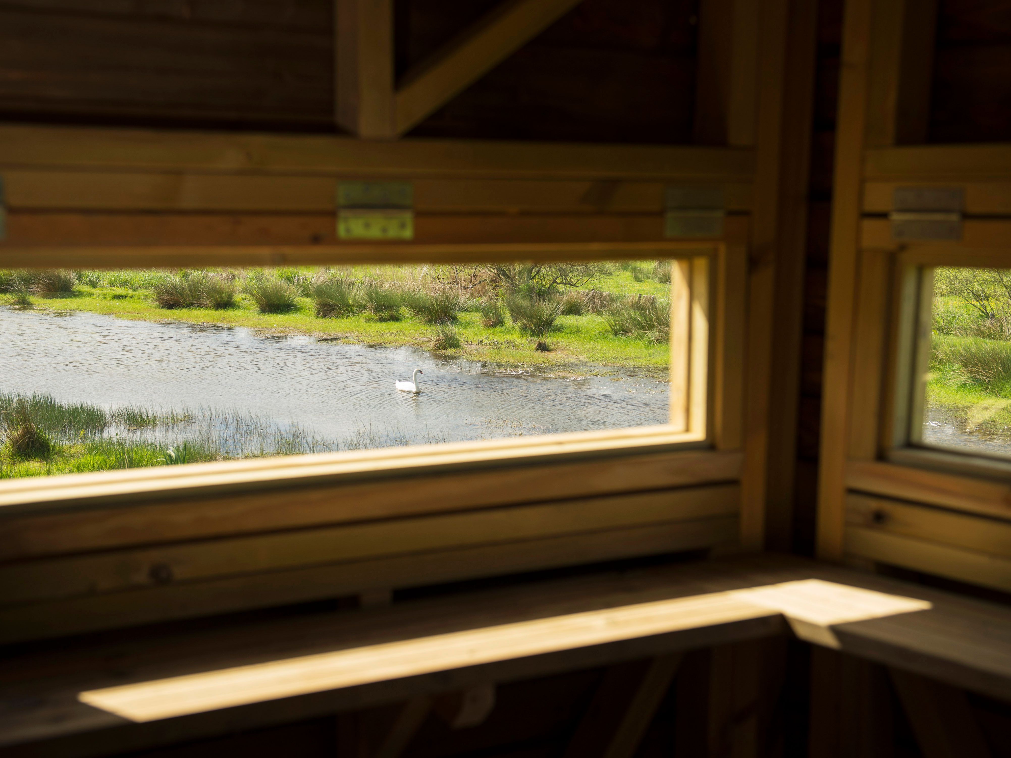 View through the wooden windows of a bird watching hide, looking out onto a pond with a swan swimming and grassy banks.