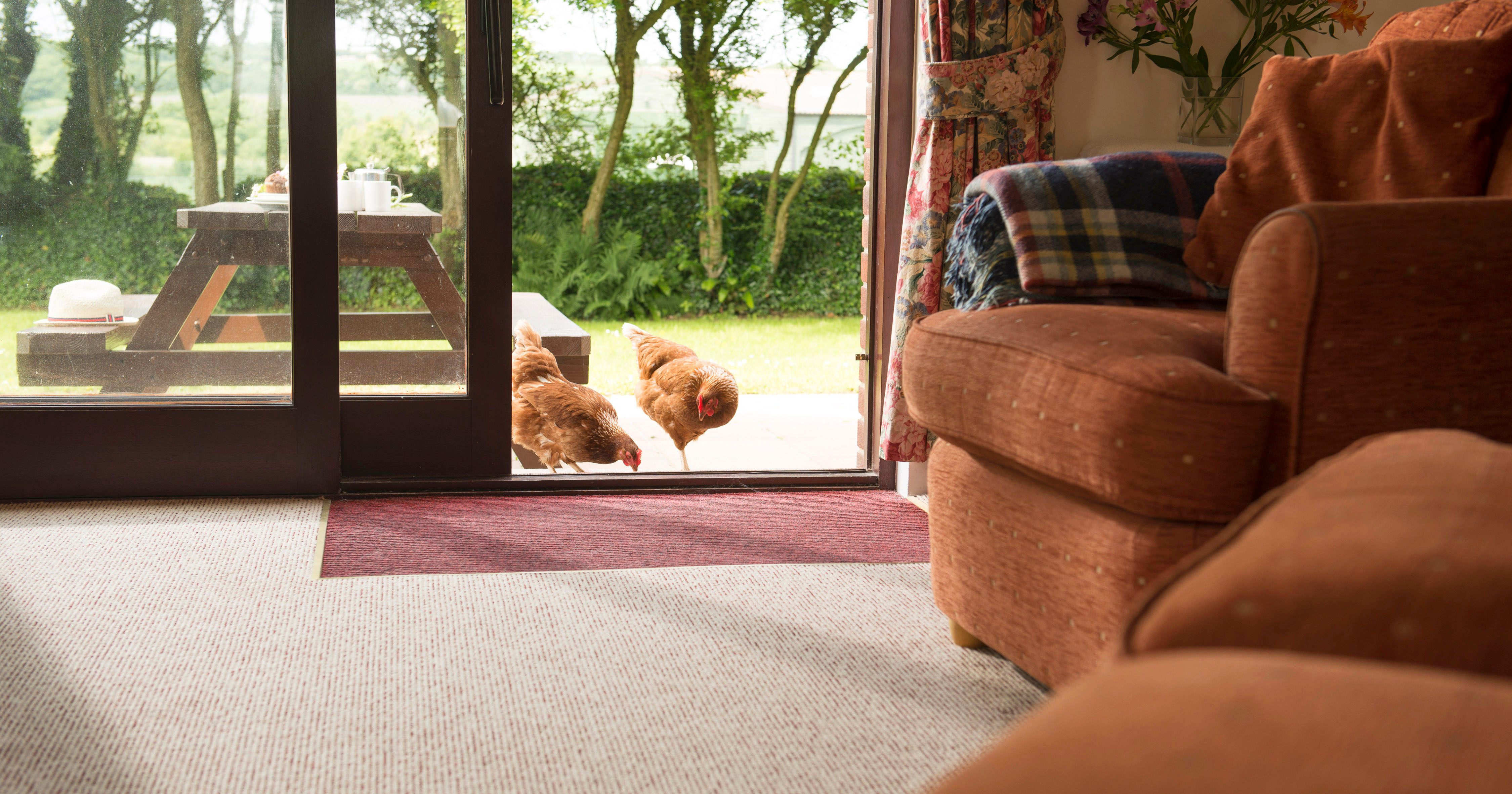 Chickens standing just outside a sliding glass door, with an indoor view of a cozy living room and an outdoor picnic table in the background.