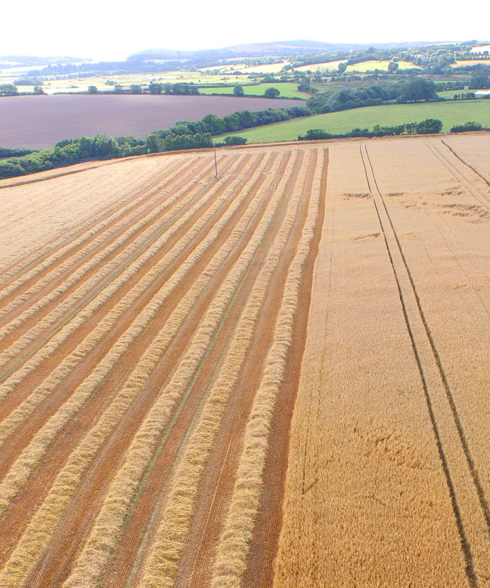 Aerial view of a wheat field with neatly arranged rows of harvested and unharvested crops, with rolling hills and farmland in the background.