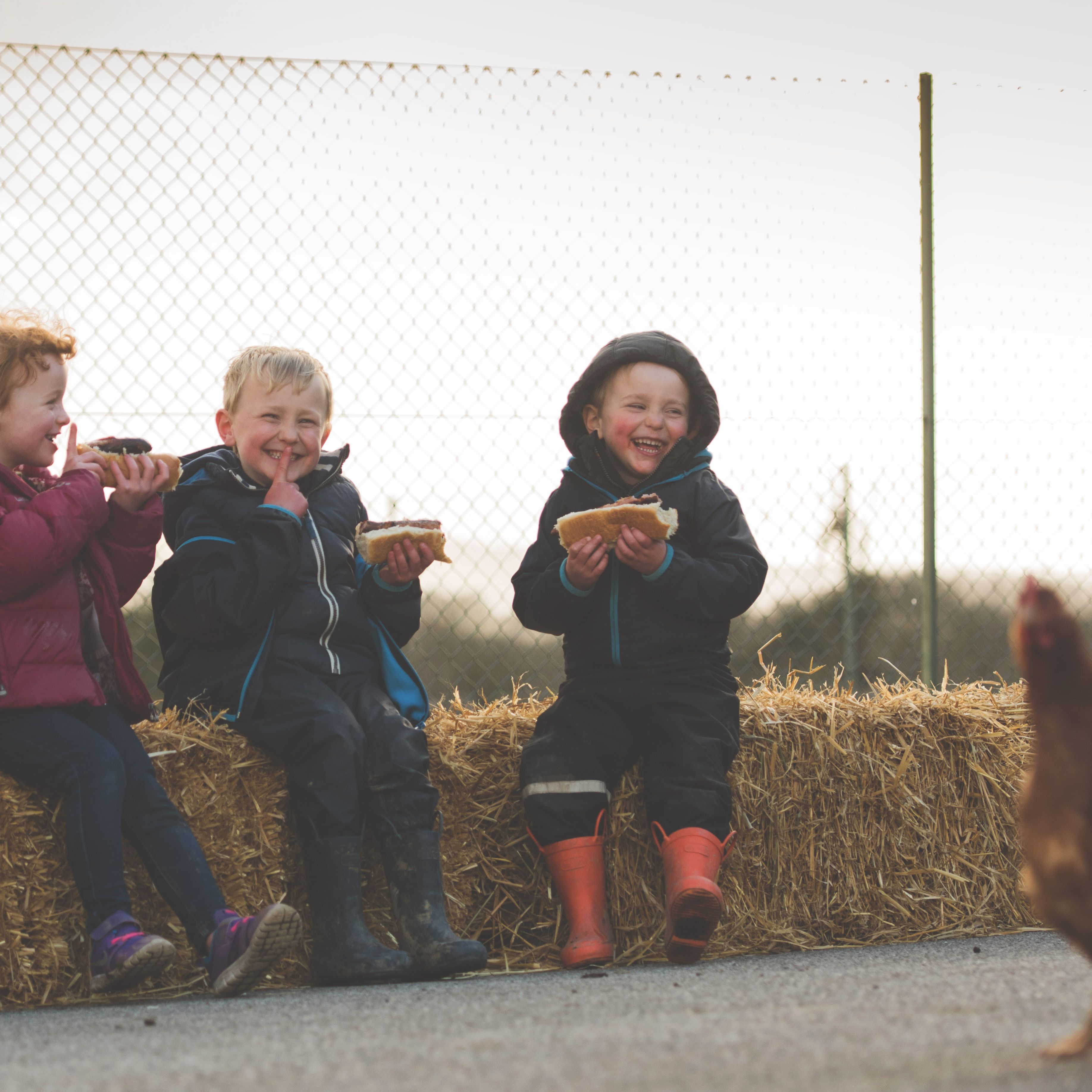 Three young children sitting on hay bales eating sandwiches with a chicken in the foreground.