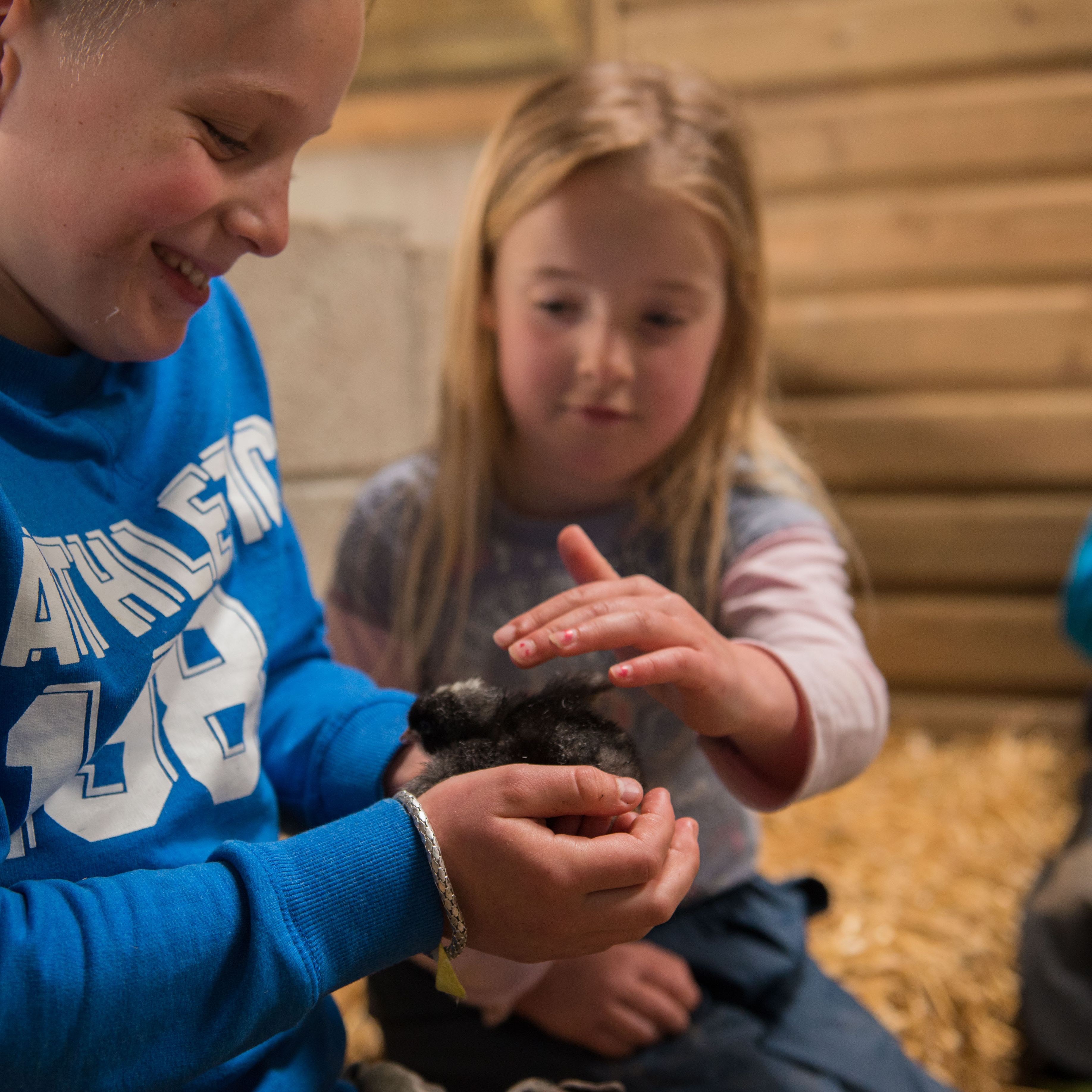 Young boy smiling and holding a black chick while a girl gently pets it, with another child in the background sitting on straw in a wooden barn setting.