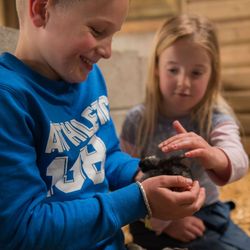 Young boy smiling and holding a black chick while a girl gently pets it, with another child in the background sitting on straw in a wooden barn setting.