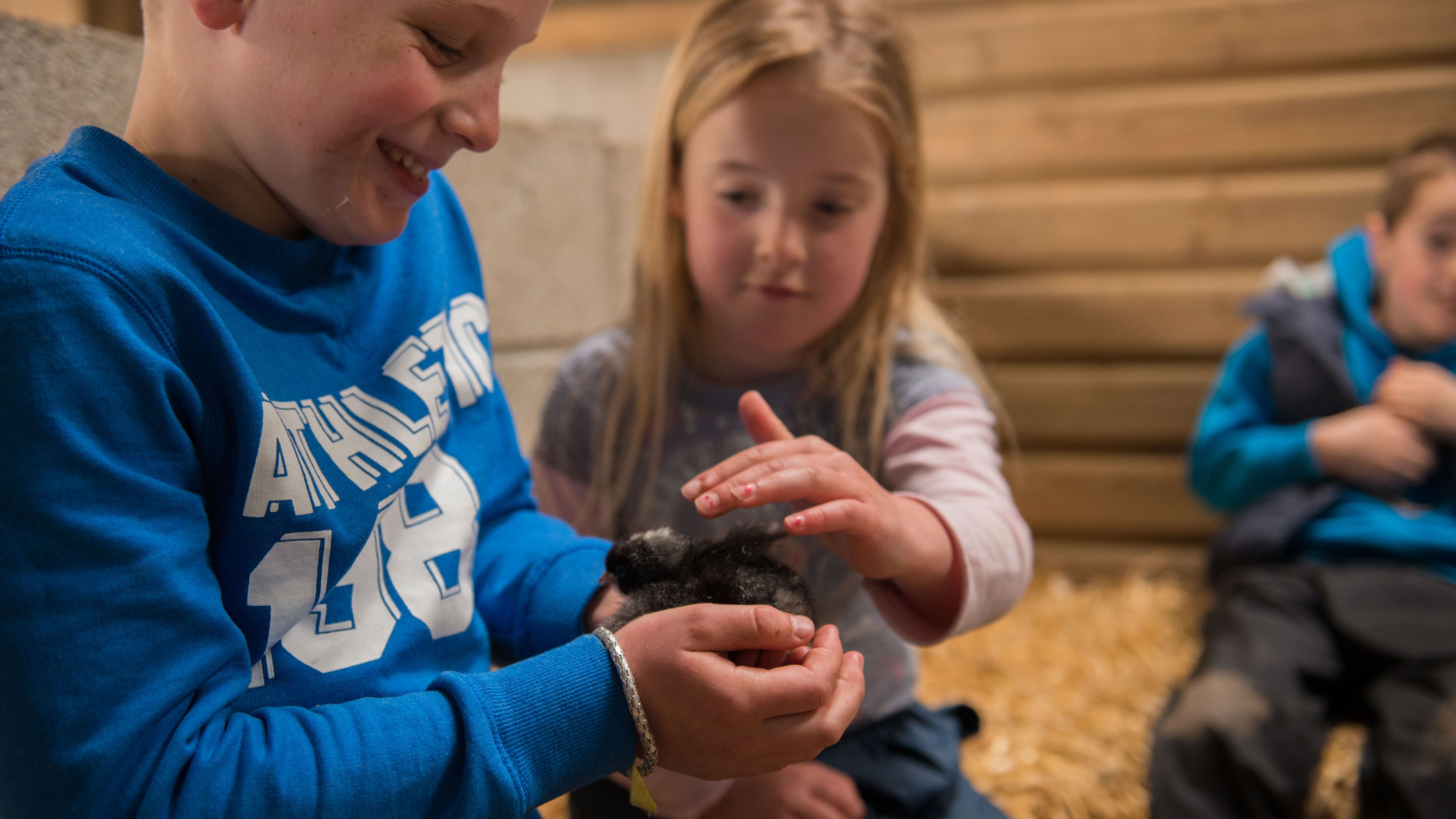 Young boy smiling and holding a black chick while a girl gently pets it, with another child in the background sitting on straw in a wooden barn setting.