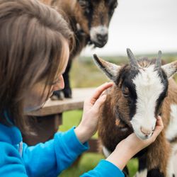 Person in a blue jacket gently petting a small brown and white goat, with another goat standing on a wooden bench in the background.