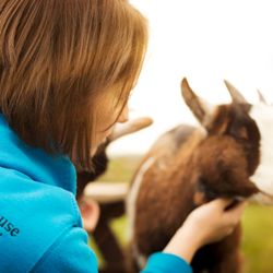 Person in a blue hoodie with 'The Olde House North Cornwall' text, petting a goat outdoors.