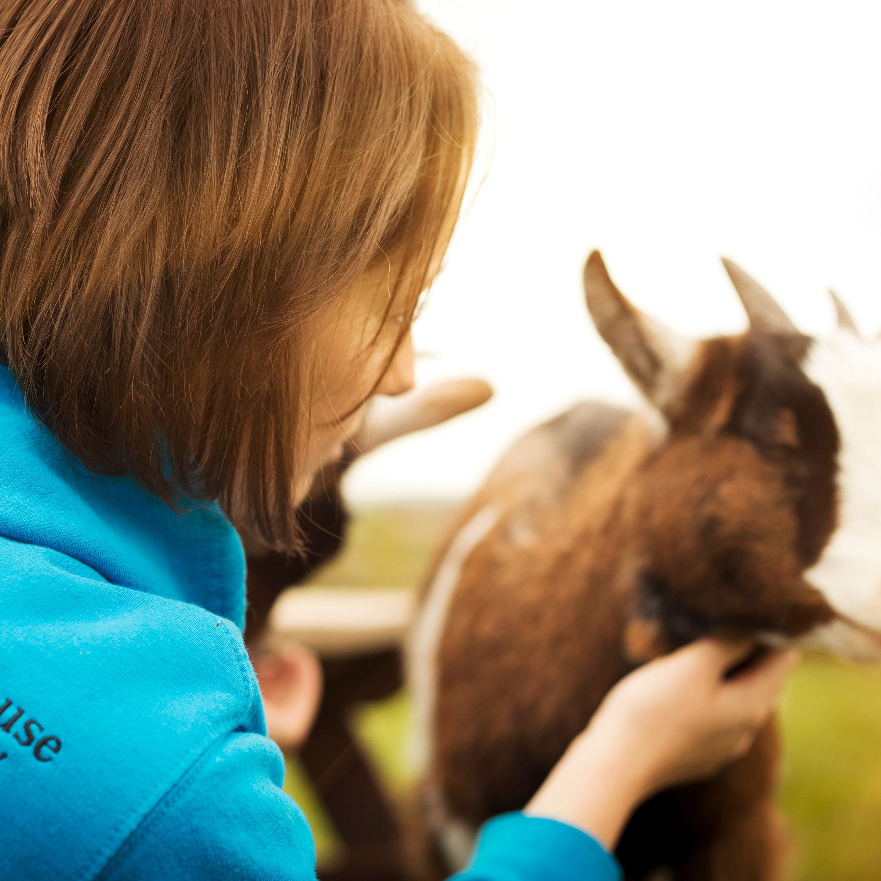 Person in a blue hoodie with 'The Olde House North Cornwall' text, petting a goat outdoors.
