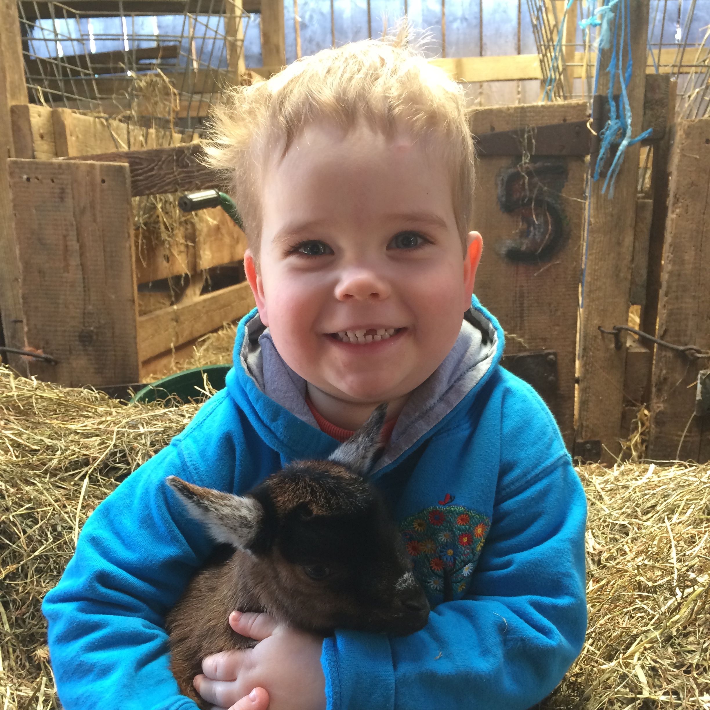Smiling child in a blue jacket holding a baby goat while sitting on hay inside a barn.