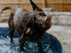 Wet dog shaking off water while standing in a blue kiddie pool outdoors.