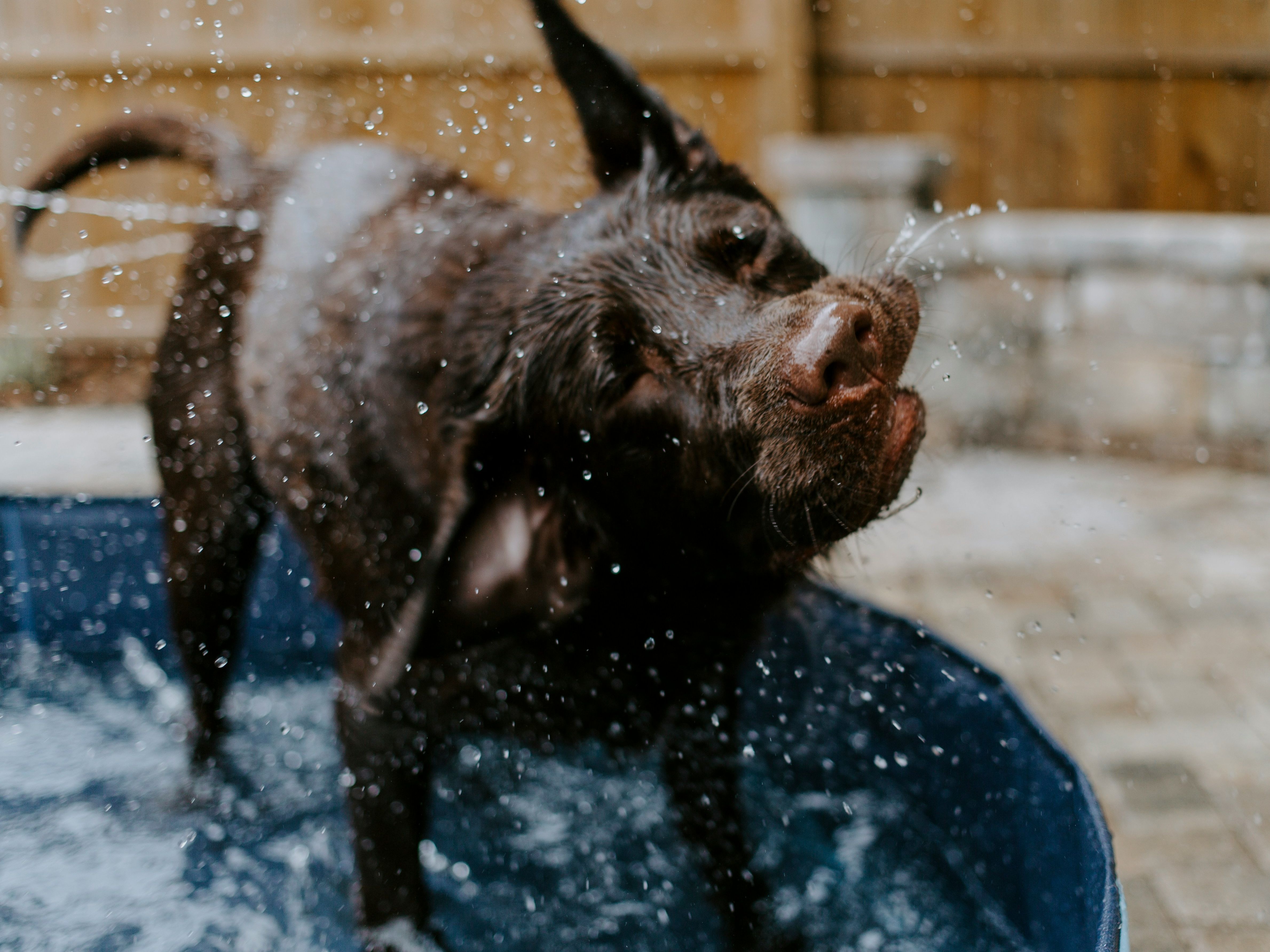 Wet dog shaking off water while standing in a blue kiddie pool outdoors.