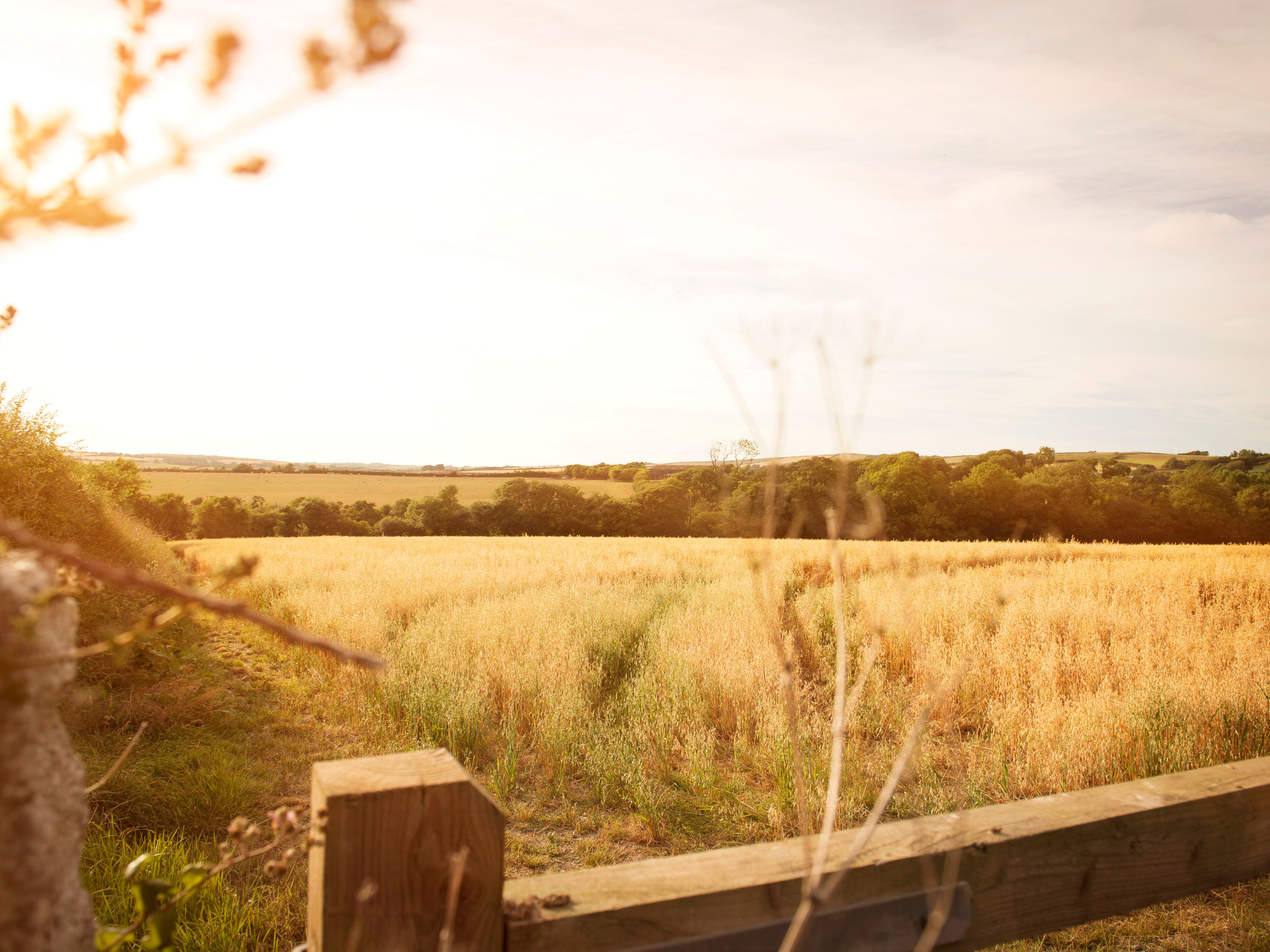 A golden field of crops with a wooden fence in the foreground, trees and rolling hills in the background, and warm sunlight illuminating the landscape.