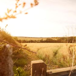 A golden field of crops with a wooden fence in the foreground, trees and rolling hills in the background, and warm sunlight illuminating the landscape.