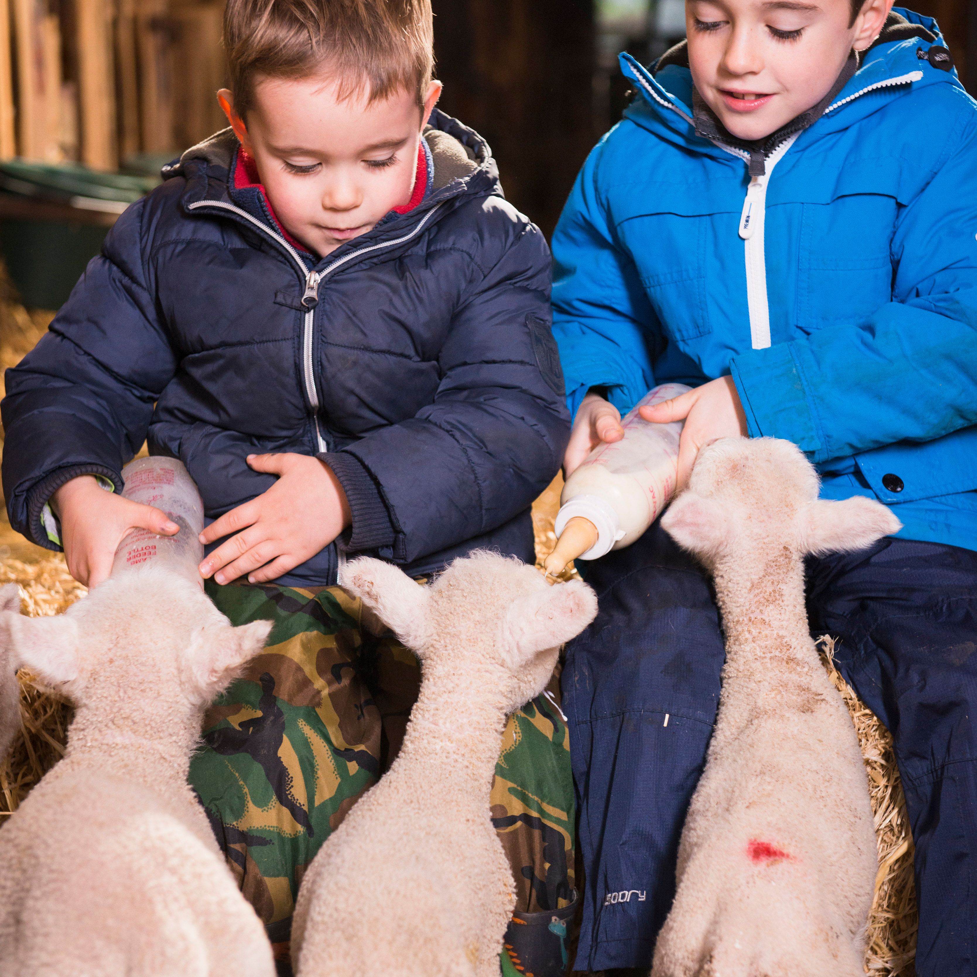Two young boys sitting on straw inside a barn, each feeding milk to lambs using bottles.