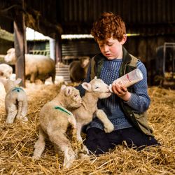 A young boy with red hair sitting on straw in a barn, bottle-feeding a lamb while another lamb stands nearby. There are more sheep and lambs in the background.