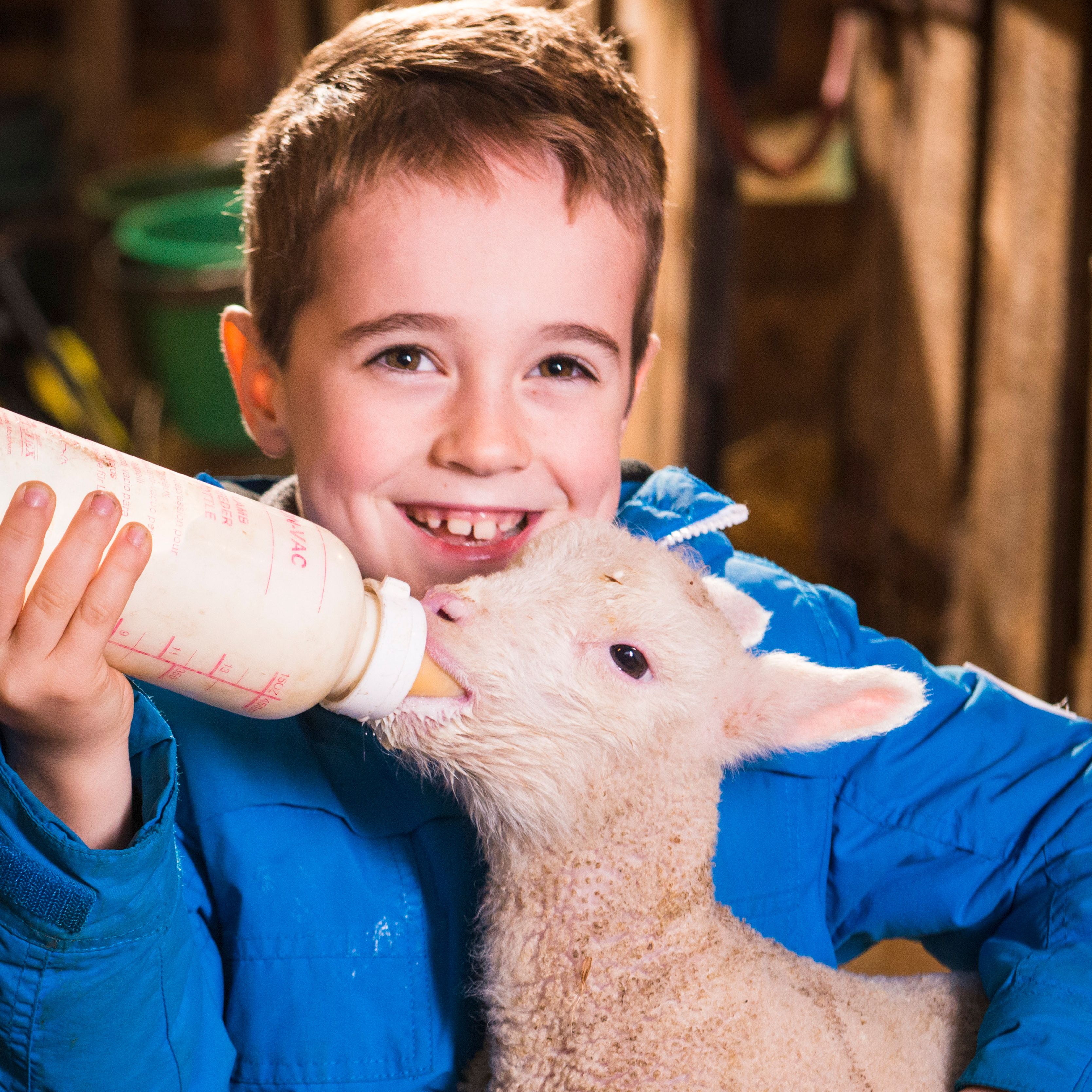 Smiling child in a blue jacket bottle-feeding a baby lamb indoors.
