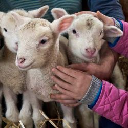 Four young lambs being held and petted by people.