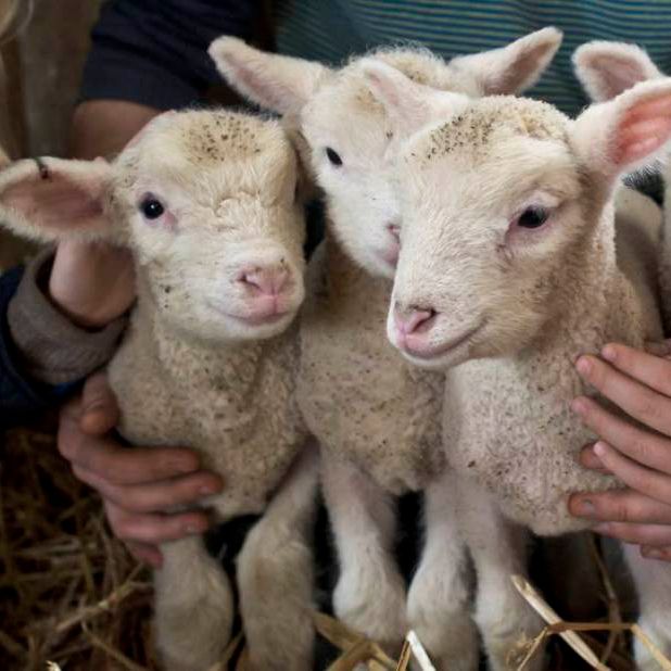 Four young lambs being held and petted by people.