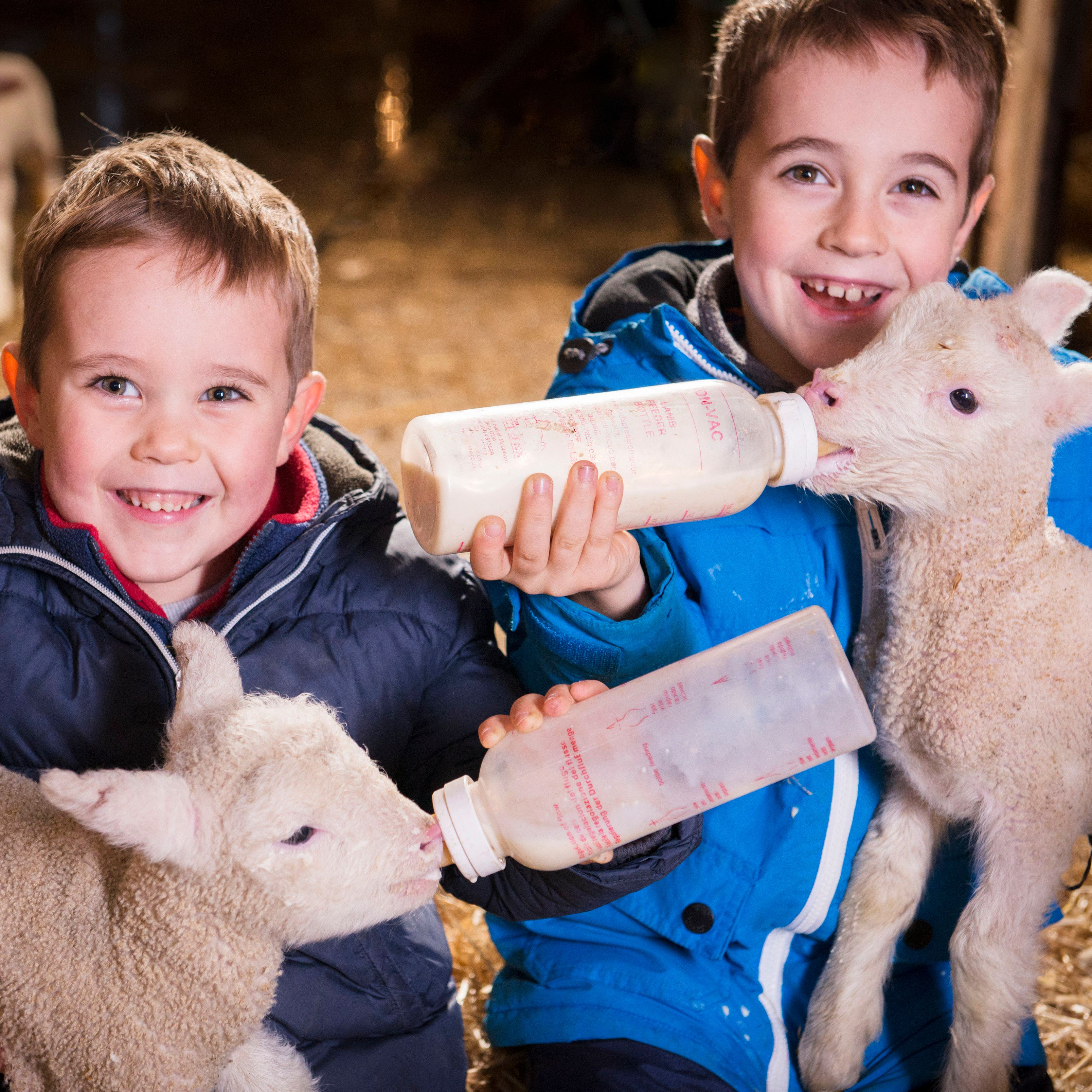 Two young boys in winter jackets smiling and bottle-feeding baby lambs inside a barn.