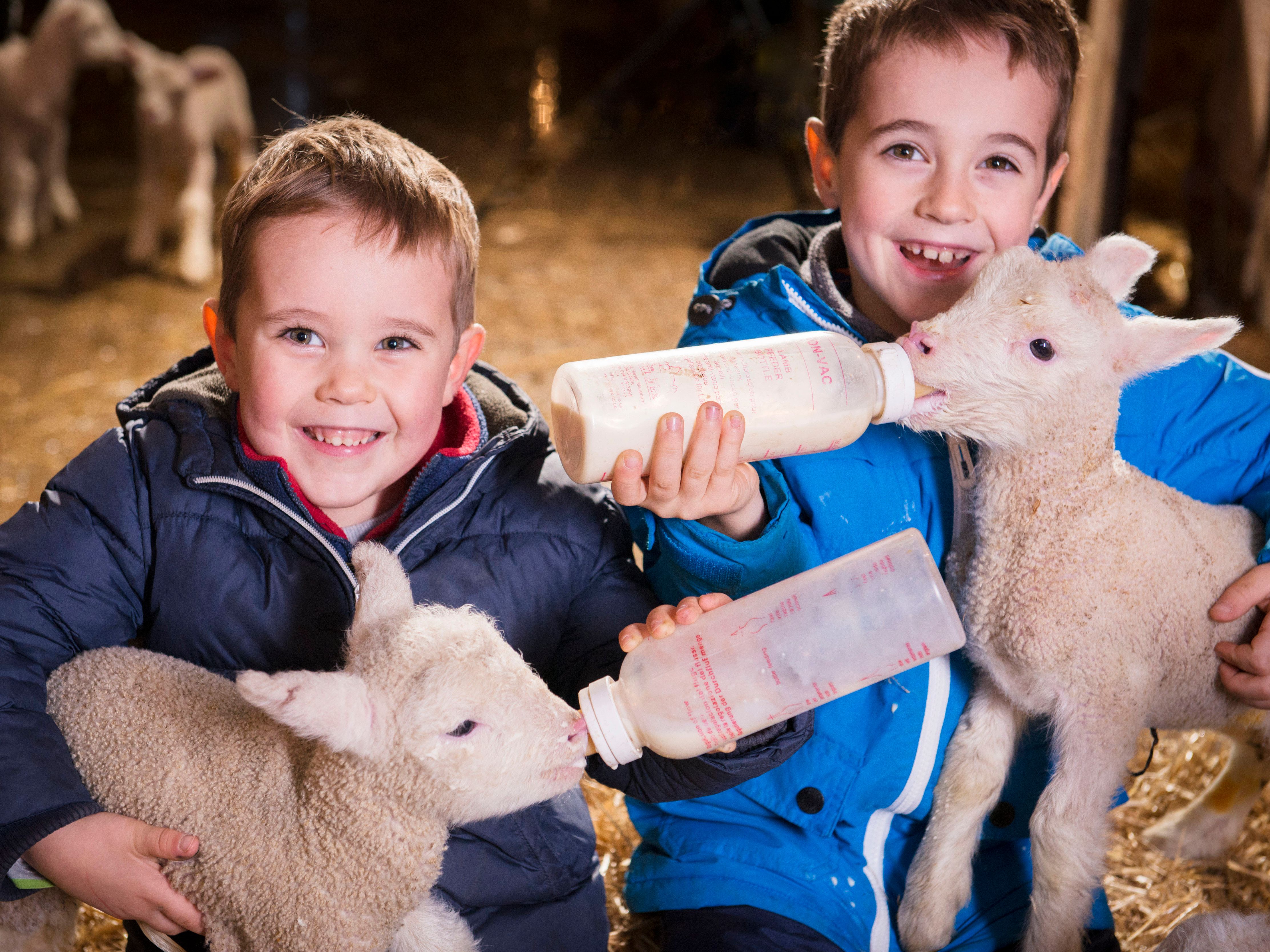 Two young boys in winter jackets smiling and bottle-feeding baby lambs inside a barn.