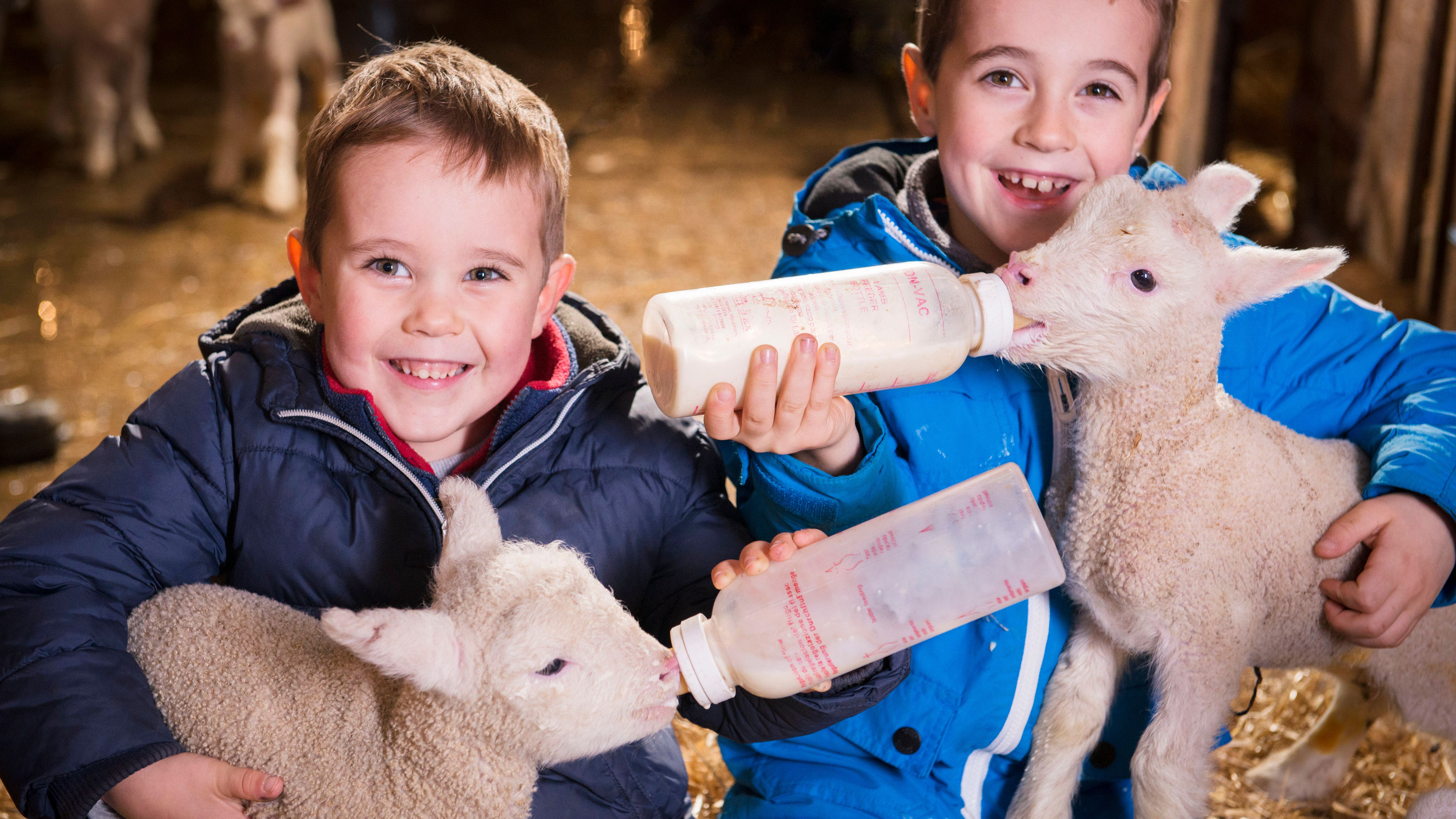 Two young boys in winter jackets smiling and bottle-feeding baby lambs inside a barn.