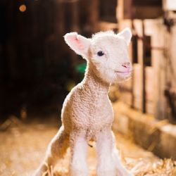 A newborn lamb standing in straw inside a barn, looking towards the camera.