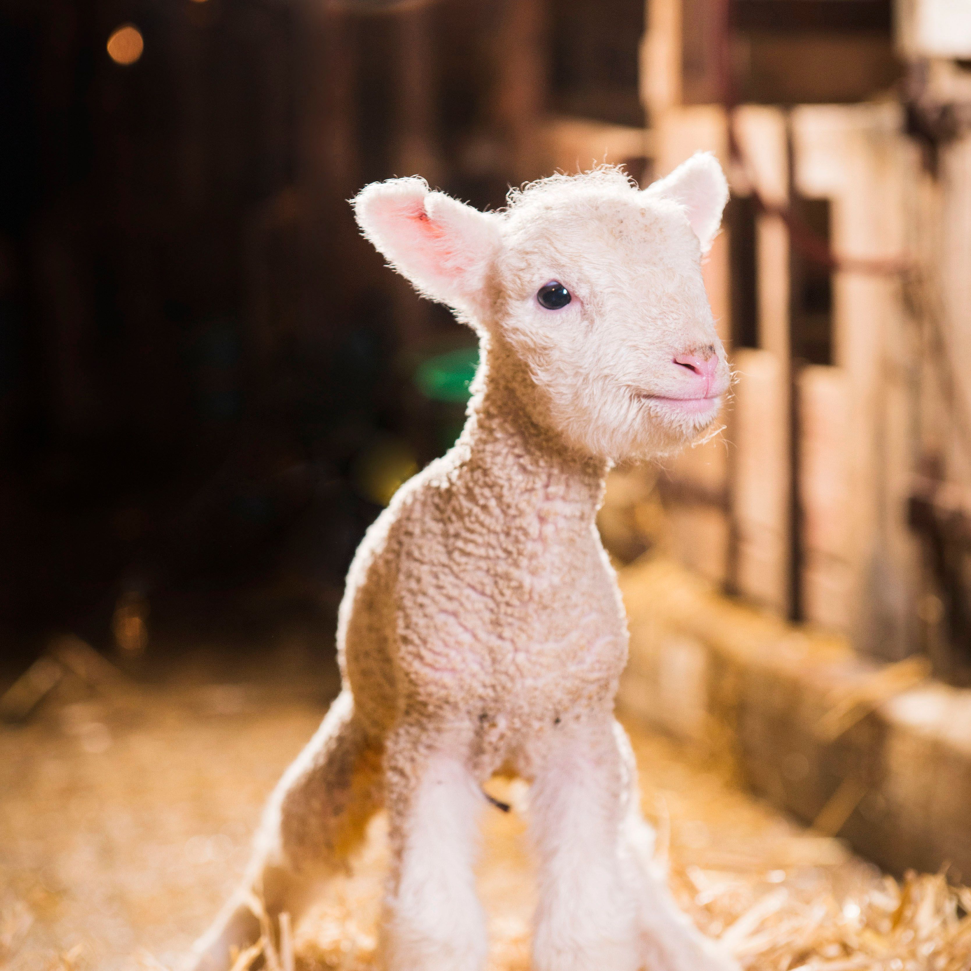 A newborn lamb standing in straw inside a barn, looking towards the camera.