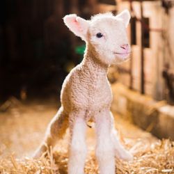 A newborn lamb standing in straw inside a barn, looking towards the camera.