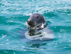 A seal swimming in the ocean with its head above the water.