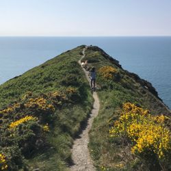 A narrow dirt path along a grassy cliffside with yellow flowering bushes, leading towards the ocean. A person and a dog are walking along the path under a clear blue sky.