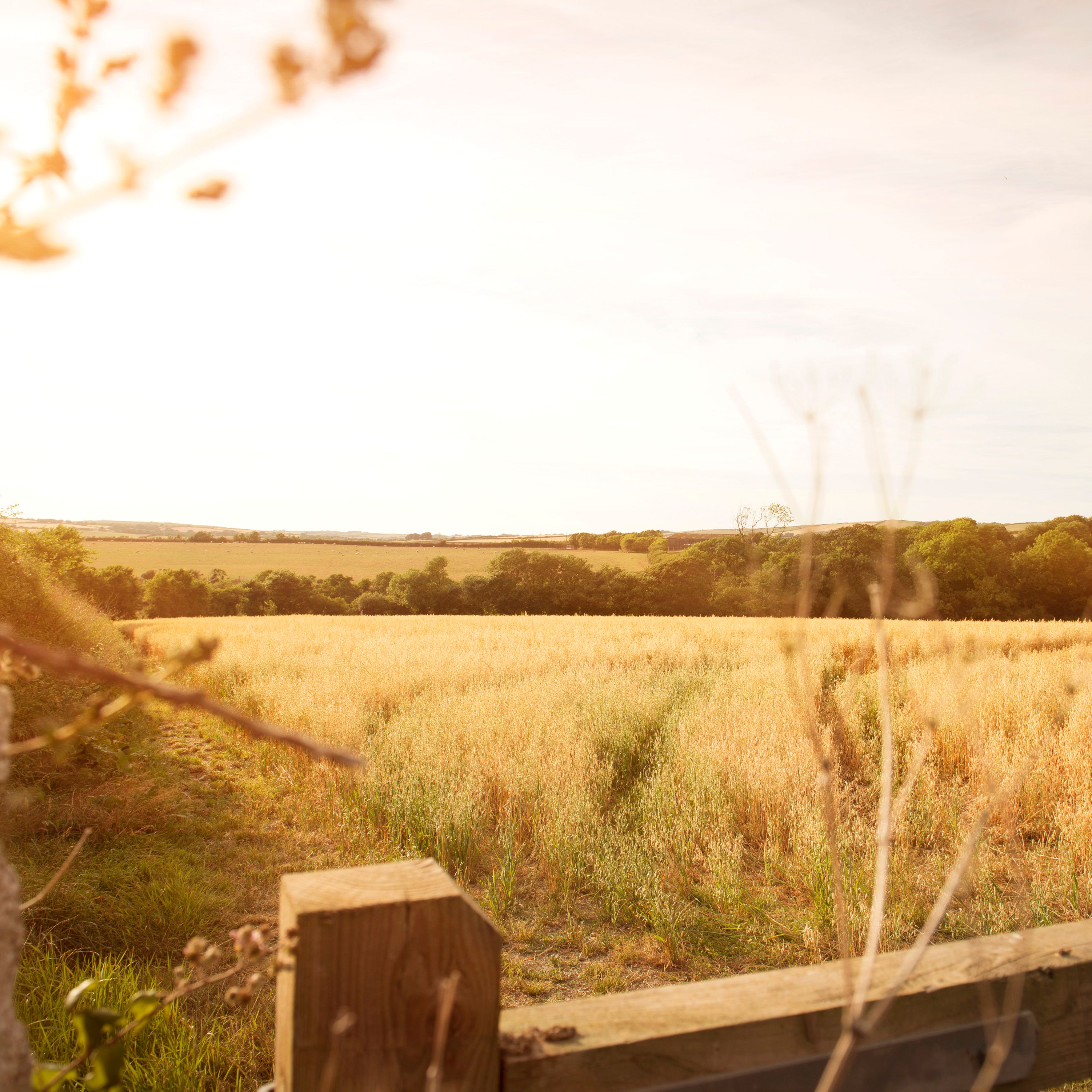 Golden field with tall grass and a wooden fence in the foreground, trees and rolling hills in the background under a bright sky.