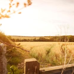 Golden field with tall grass and a wooden fence in the foreground, trees and rolling hills in the background under a bright sky.