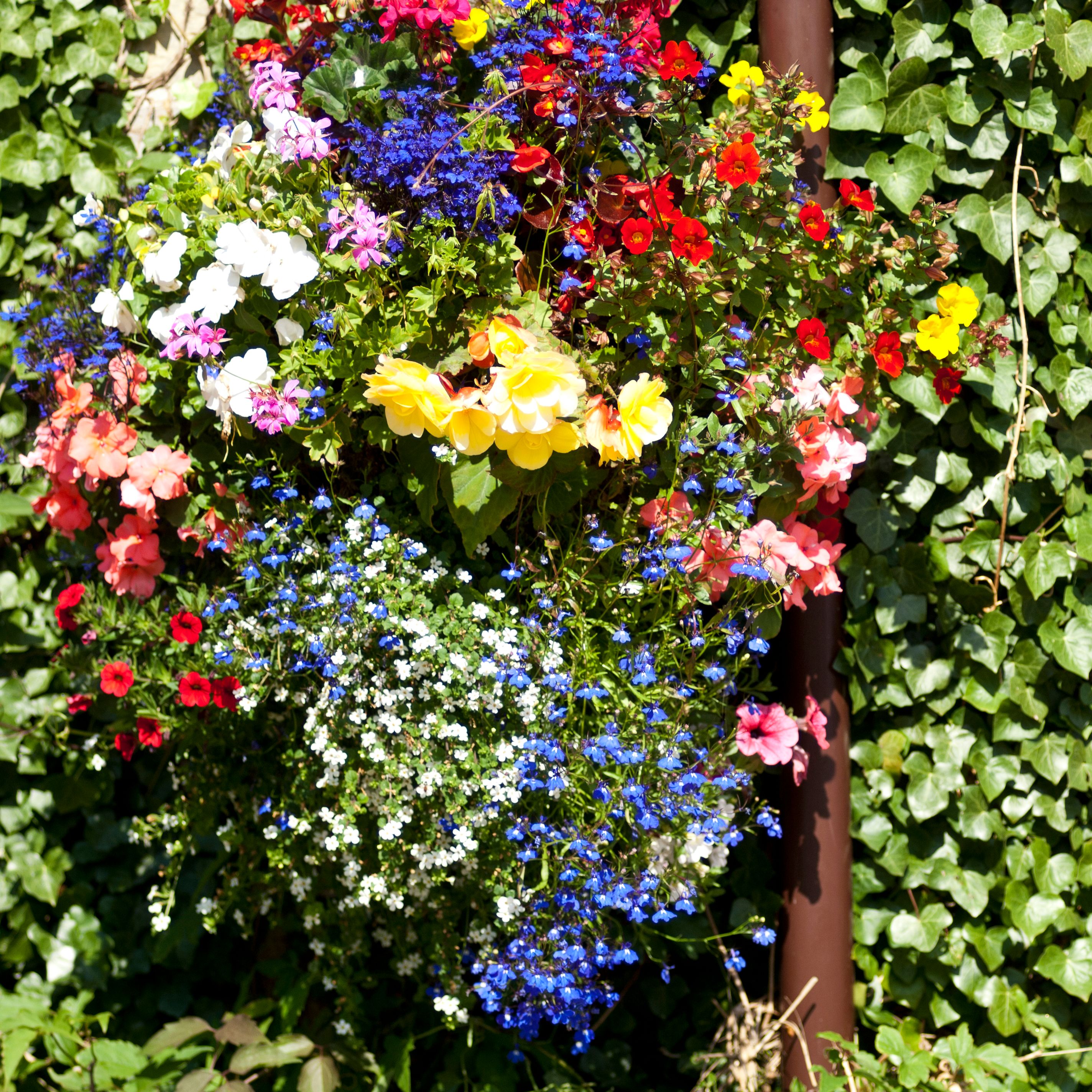 A colorful assortment of flowers including yellow, red, blue, white, and pink blooms growing next to a wall covered in green ivy.