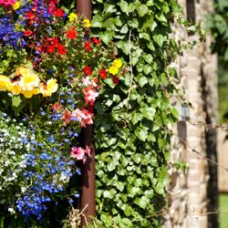 A colorful assortment of flowers including yellow, red, blue, white, and pink blooms growing next to a wall covered in green ivy.