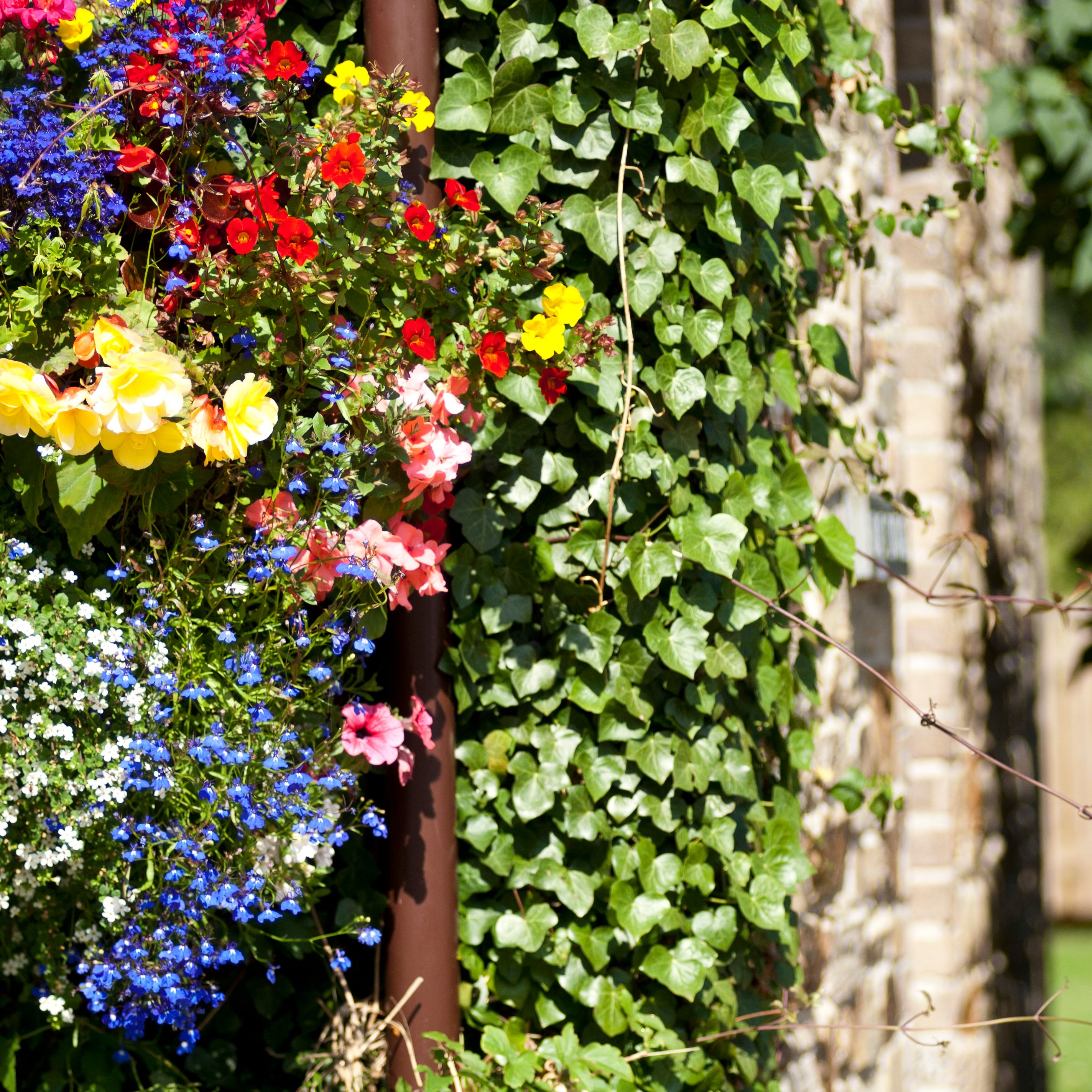 A colorful assortment of flowers including yellow, red, blue, white, and pink blooms growing next to a wall covered in green ivy.