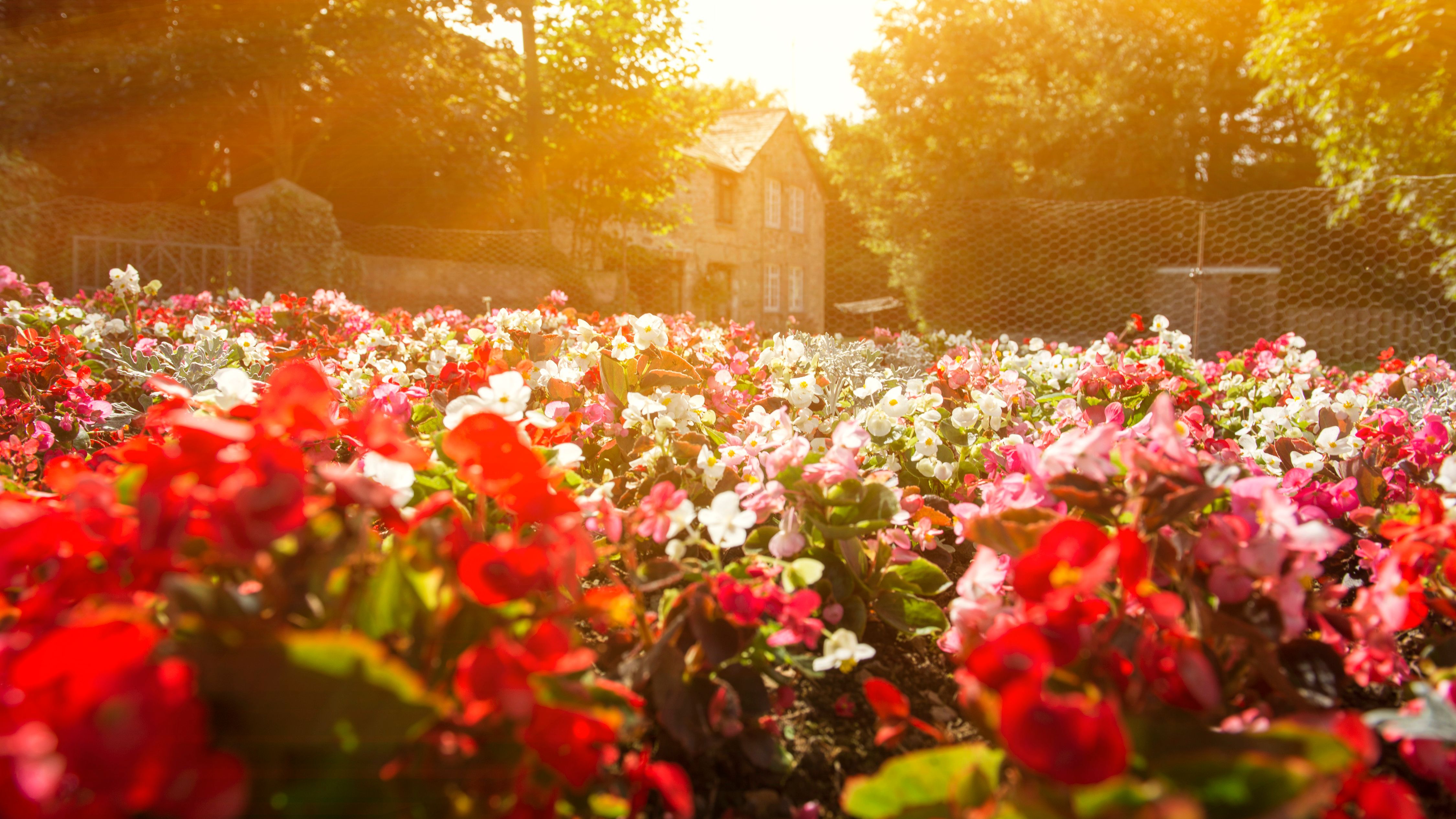 A colorful flower garden with red, pink, and white blossoms under warm sunlight, with a stone house and lush green trees in the background.
