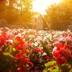 A colorful flower garden with red, pink, and white blossoms under warm sunlight, with a stone house and lush green trees in the background.