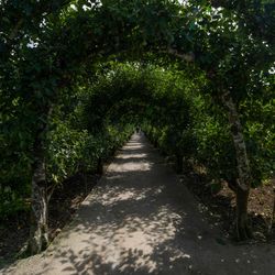 A garden pathway shaded by arching trees forming a green tunnel, with sunlight casting shadows on the path.