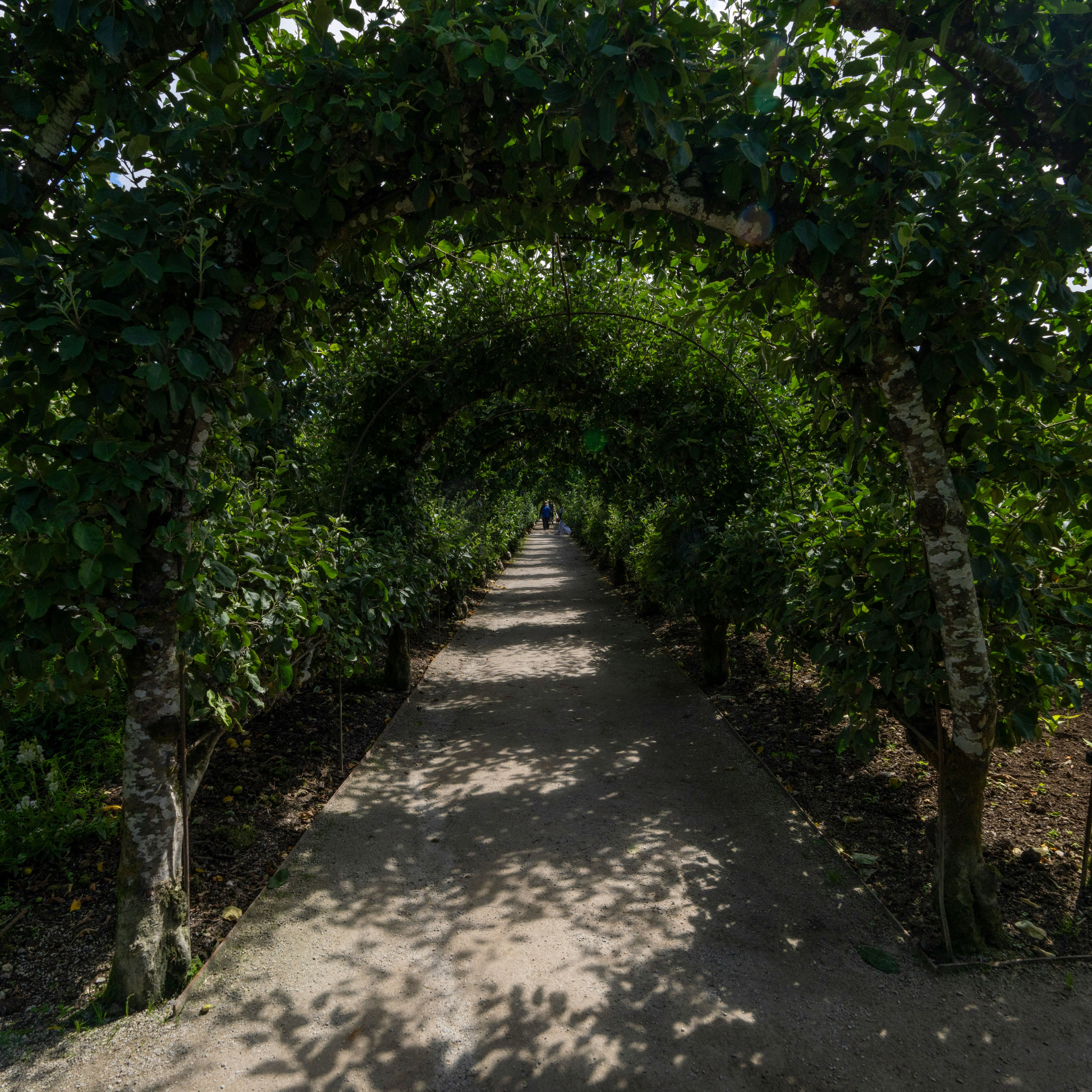 A garden pathway shaded by arching trees forming a green tunnel, with sunlight casting shadows on the path.