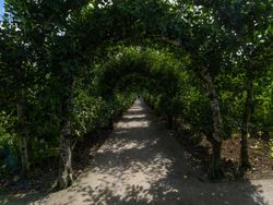 A garden pathway shaded by arching trees forming a green tunnel, with sunlight casting shadows on the path.