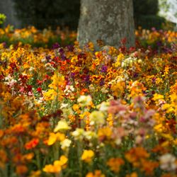 A vibrant field of various colorful wildflowers in bloom, set in a garden with a large tree trunk in the background and green foliage surrounding the area.