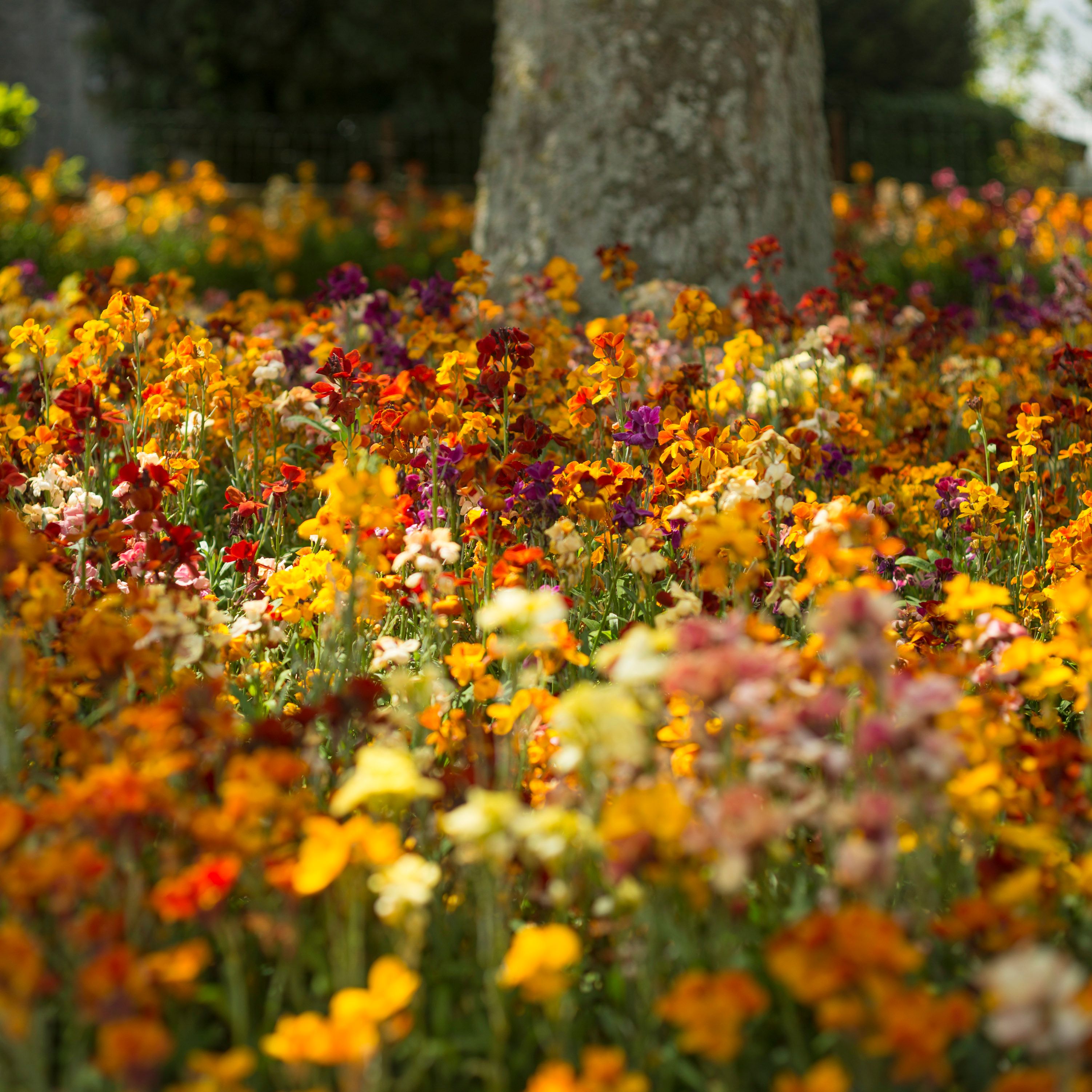 A vibrant field of various colorful wildflowers in bloom, set in a garden with a large tree trunk in the background and green foliage surrounding the area.