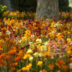 A vibrant field of various colorful wildflowers in bloom, set in a garden with a large tree trunk in the background and green foliage surrounding the area.