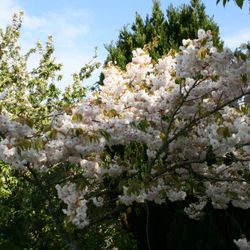 A blossoming cherry tree with clusters of pale pink flowers in a garden, surrounded by lush green trees and under a partly cloudy blue sky.
