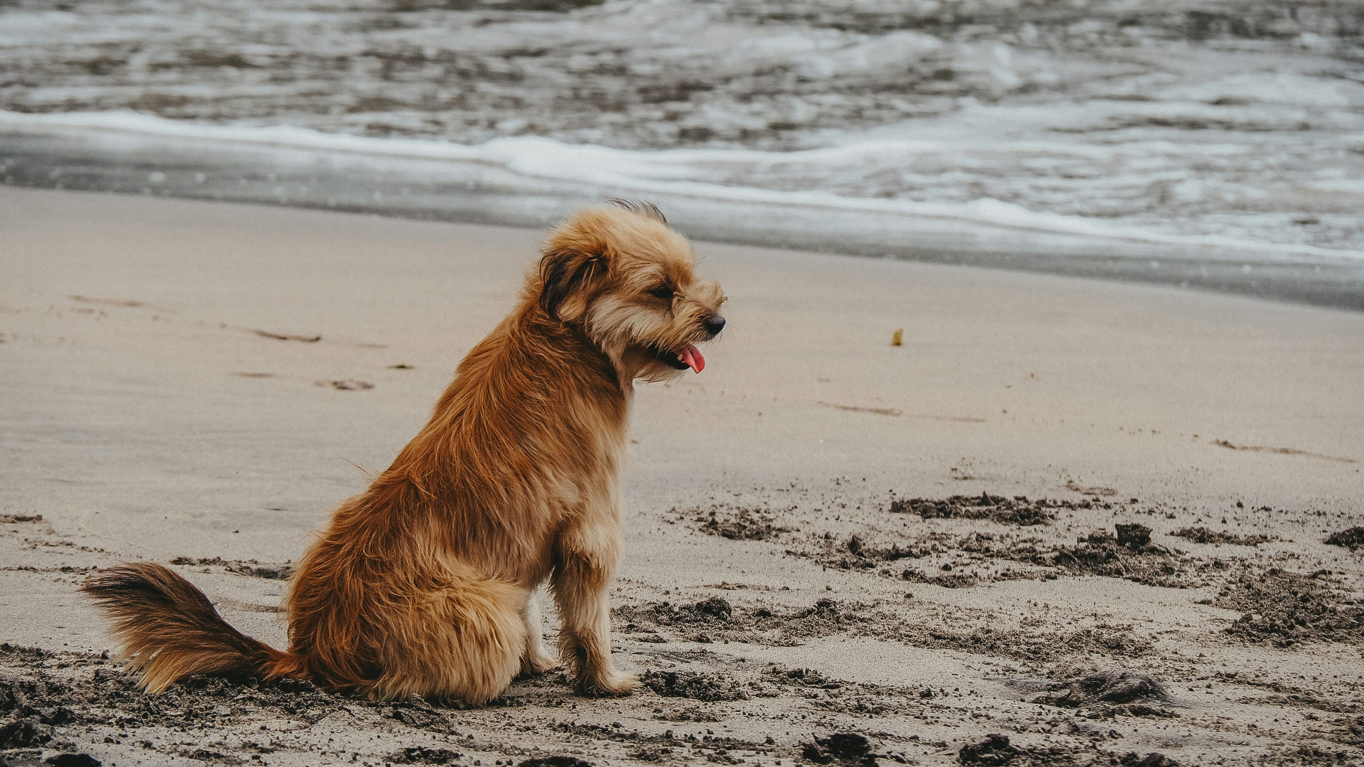 Small brown dog sitting on a sandy beach near the ocean